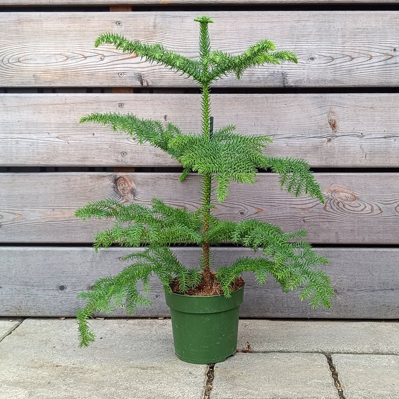 Araucaria Heterophylla (Araukária štíhla) - kont. C2L, výška 35-45 cm
